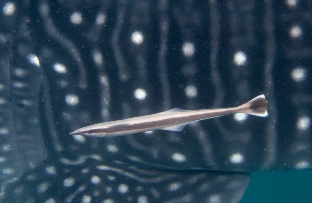 8f44ee68-5876-4a23-b21e-00cc0daca5af