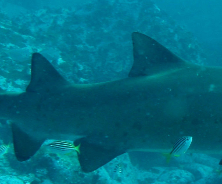 87c69c36-8435-44c0-ba05-a3ec5217bb8c