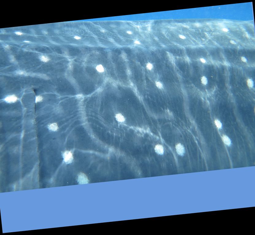 982419f5-ef18-466c-be81-9f877ba2e531