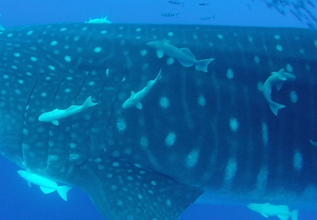 f993f3d5-1d73-4b40-8284-1e55d1eecf4b