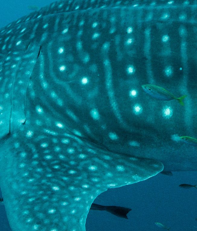 693aade0-8c9f-413f-b9ca-34b9af11f365