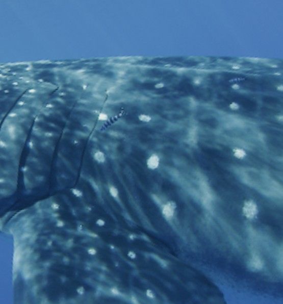 0e945a91-7c51-41a6-b253-31c770875954