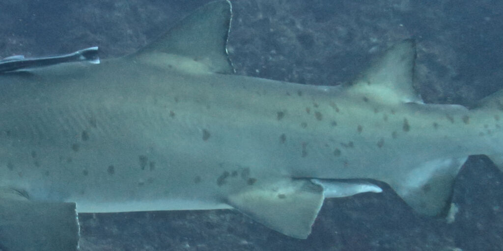 6657e978-e9af-4f7f-b66f-9b5707267426