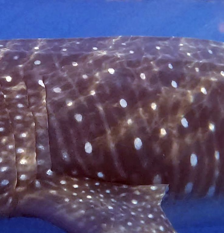 0b5dc500-ac18-4d69-a9ae-7e9aa5646d2a