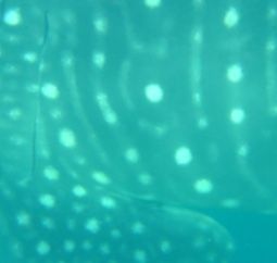 1f0d4526-77c1-4bd2-a78b-61889622c602