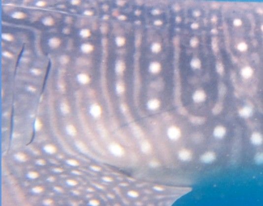 f52ab585-5715-44b8-adc7-56134fd213b1