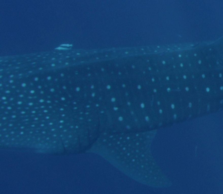 86ca0b35-1310-494f-9403-f51ae1c0ea04