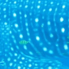 733696f2-5580-4057-ae8e-600568af2e2d