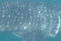 202b9247-7b99-4ea0-b1c9-da3228c1c174