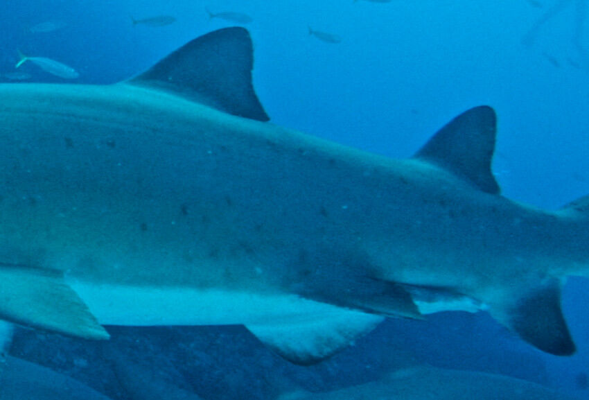 4bb1beec-f3eb-4c0b-8081-19692b8a0d77