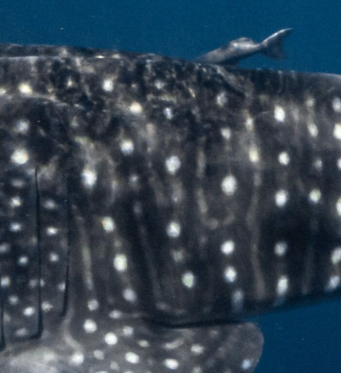 4357b6b2-8fc6-4296-9c86-2be9dc5bc182