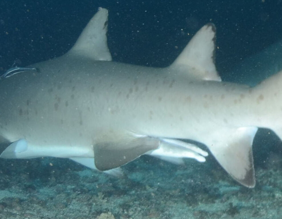 b2e73f33-0dd4-4ee8-a251-0b2034368410