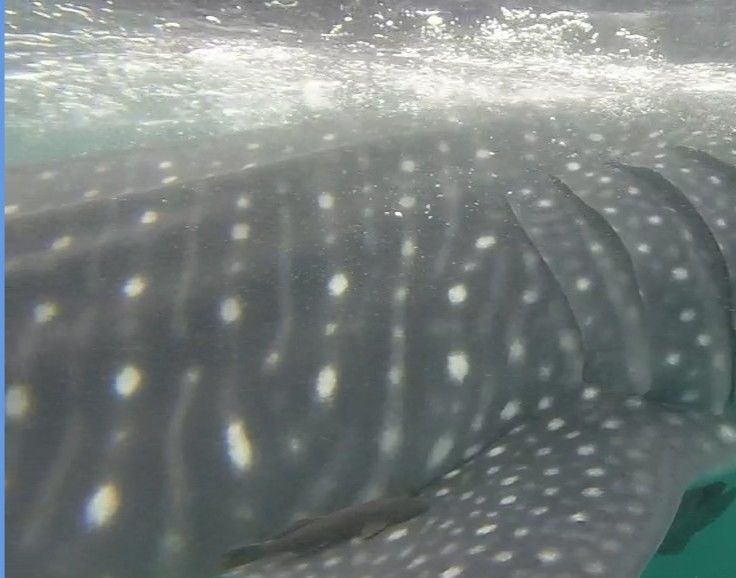 f3fa98f6-7d38-4cce-8660-017e4976813f