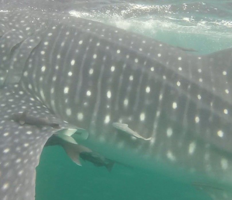 f3fa98f6-7d38-4cce-8660-017e4976813f