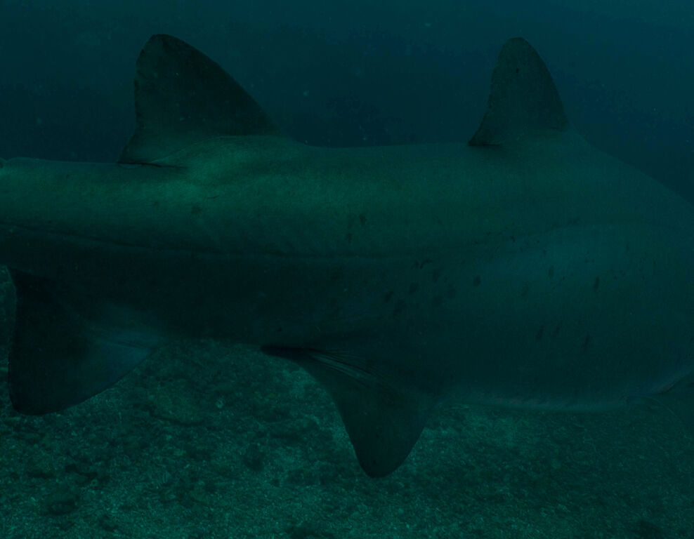 d42288ac-da0b-4c39-b28e-e9c3a0979e21