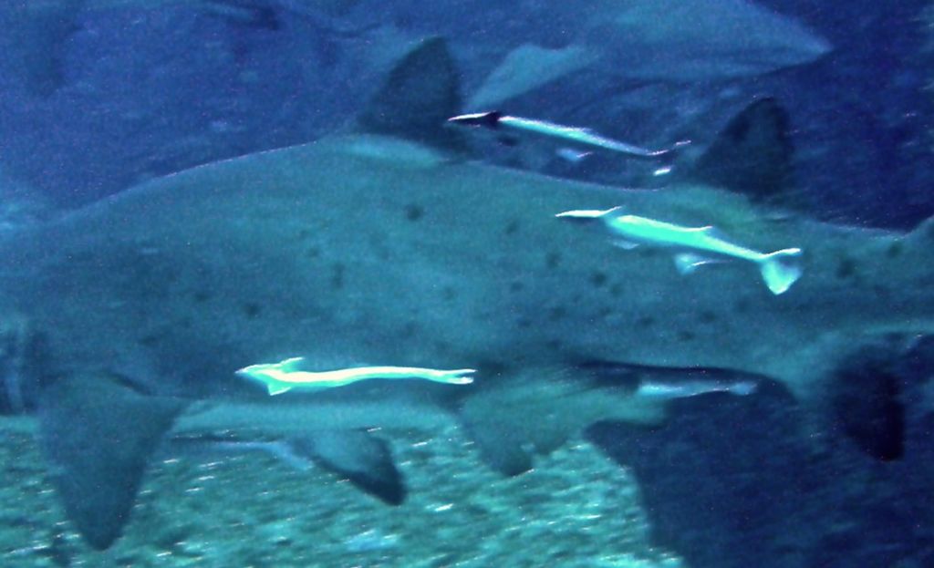 64cb8d3b-e10b-40c8-83f8-1829a5bf5882