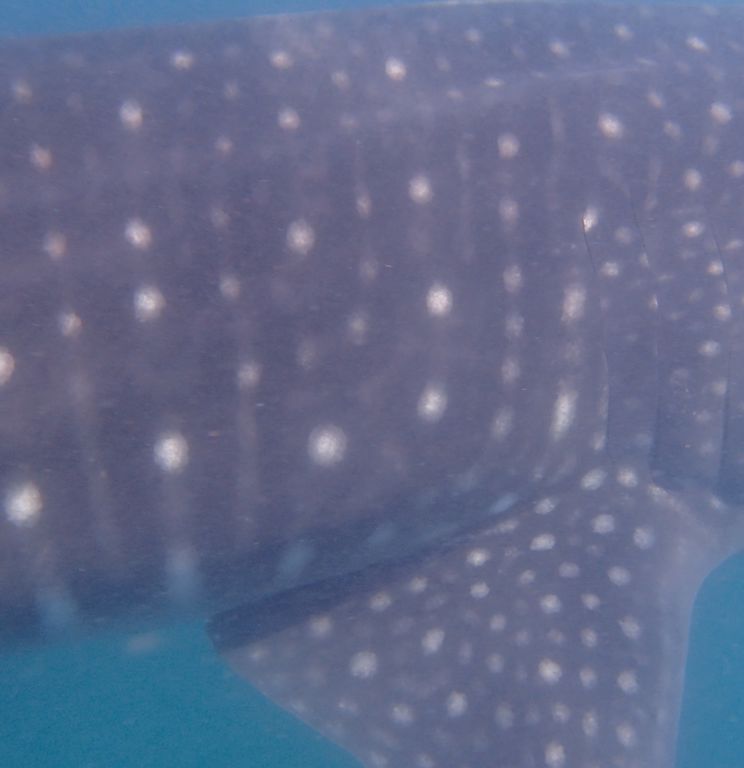 a2bef891-d2a7-4f02-bc28-1969f227ef96