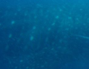 952d15f7-c1b5-4f2e-99ca-024d7f99063f