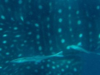 952d15f7-c1b5-4f2e-99ca-024d7f99063f