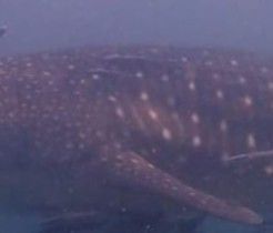 1fe0bcc2-963e-4c41-8b1e-b2f47490a6b2