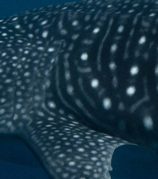 09022d74-afab-402d-aeb1-106329f444cd