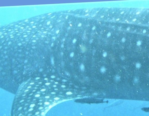 e7332dd0-8797-4c13-94d1-6d9ffdd8068b