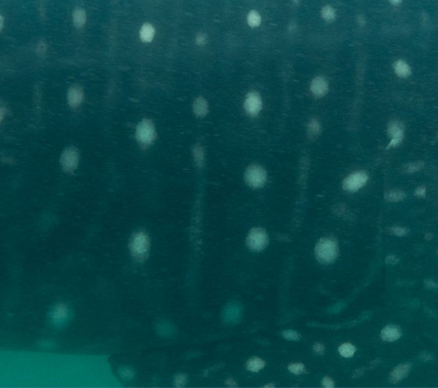 28836b39-3a4c-41c6-97e5-b05590676e04