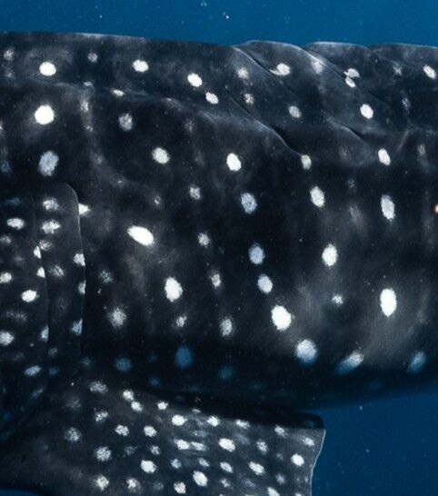 35ca1b5f-ff7e-4bb4-8509-e7e5be6e128e