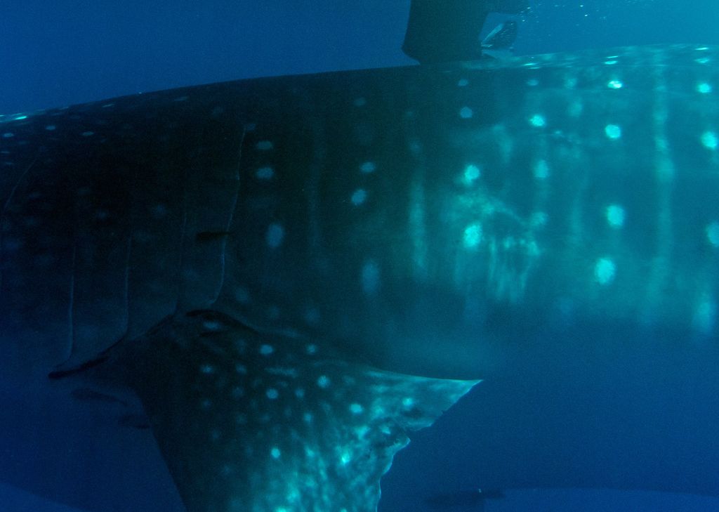 875f0a01-a6cc-4da4-9b62-a31816d09d6b