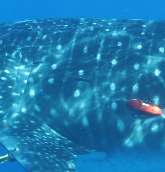 1048e98e-5d8b-4edc-9c22-ab2e8c568ea0