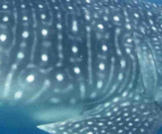 299ee355-3393-4600-afa6-632ca1e65864