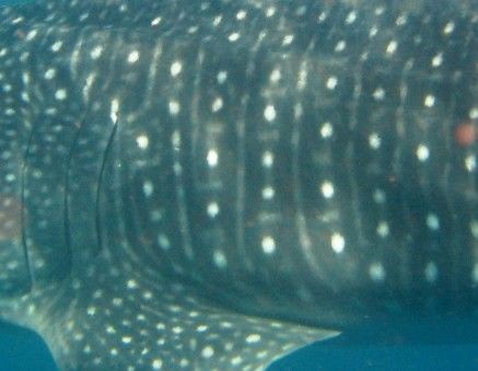 299ee355-3393-4600-afa6-632ca1e65864