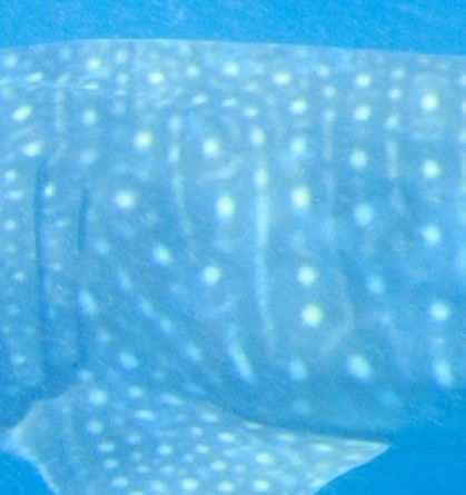 8cca526a-31f5-4d4c-aeaa-1c24ea53993d