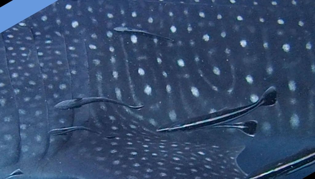 6fbf16fc-8930-4527-98b4-a080f0dc083b