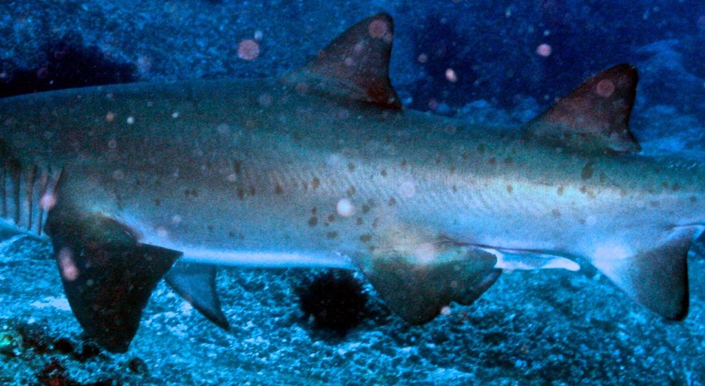 00d497ca-72e6-4693-9ebe-5210257b4ae5