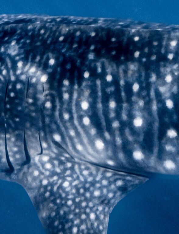 f5251cca-878e-4f02-9623-0484d6866968