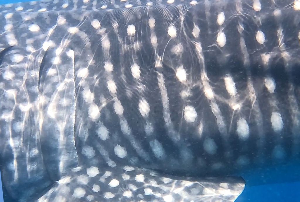 a79b8547-3aa5-4835-82b1-091026798141