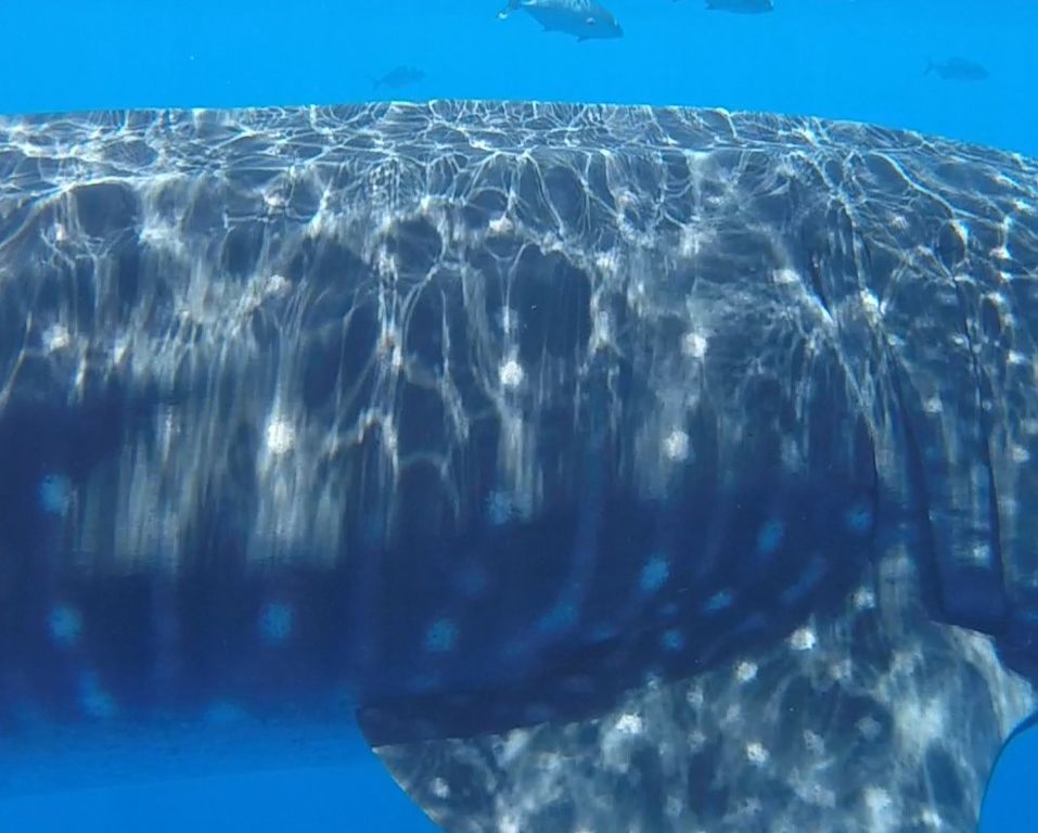 30ba304c-3c94-4a5b-a0c8-86aeafdf51a6