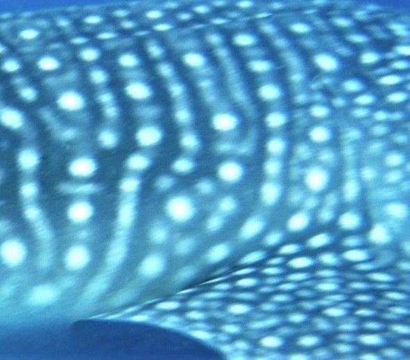 63bf748a-8e44-41f2-b613-0a754f72f684