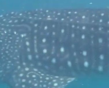 ce895e95-1d67-4978-9ed6-6c8c8db483f9