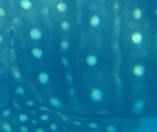 67aca47c-bf83-4634-af67-db4719592552