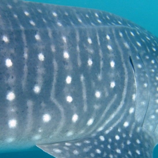 d273c4ca-c539-46fa-ad02-61af54aa3a71