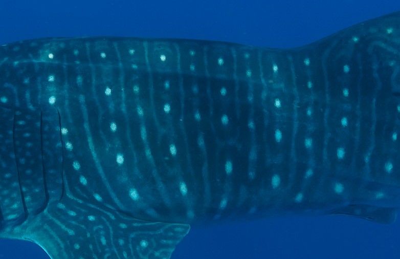 a4d89592-03ce-4f48-802b-afd3d64b1928