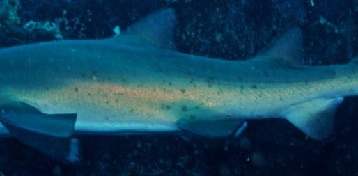 52530138-9e10-44d9-8476-83f495e05362