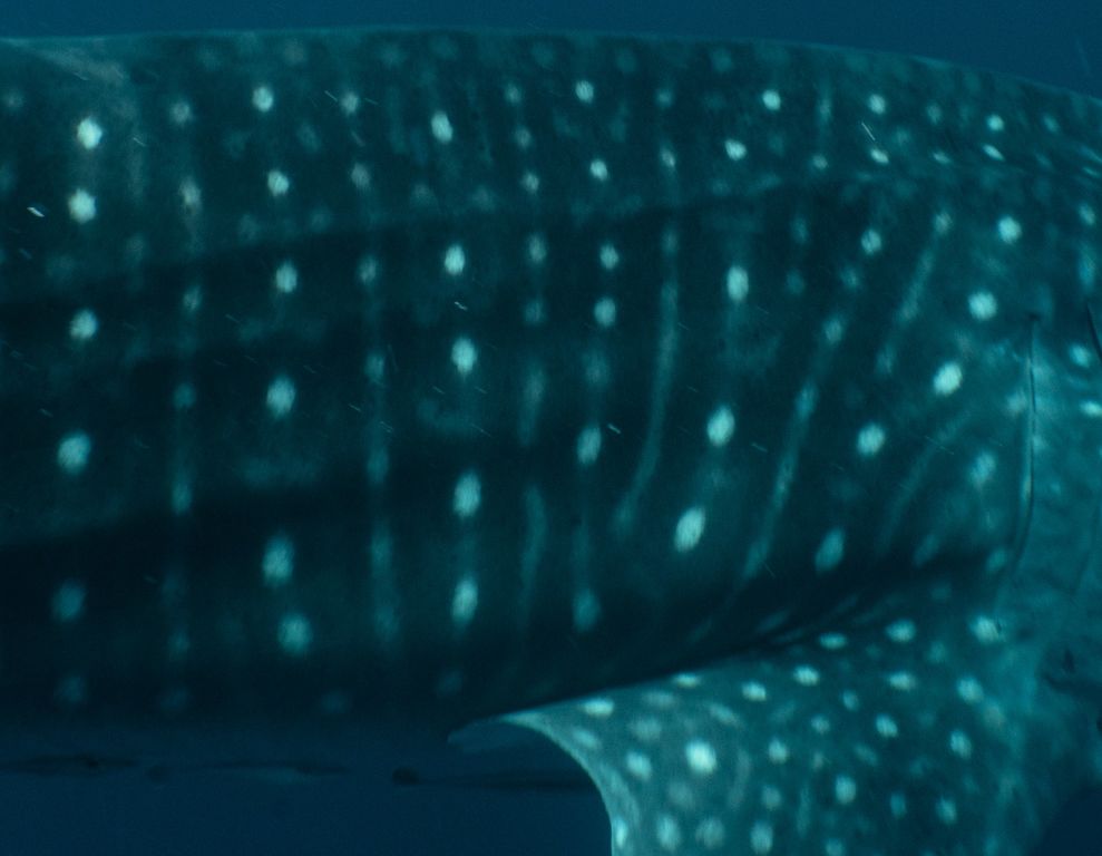 baadcf73-d8ee-492d-a8fc-f875ce42a1c8