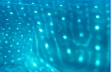 57c42c00-6d05-429a-9072-951df607acc1