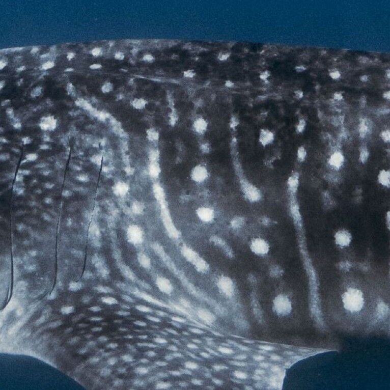 f20a5ba4-4f60-450b-ae18-154c51cd360e