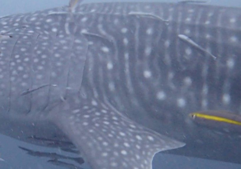 c51af935-f29d-4c76-9762-cf68edbd4b42