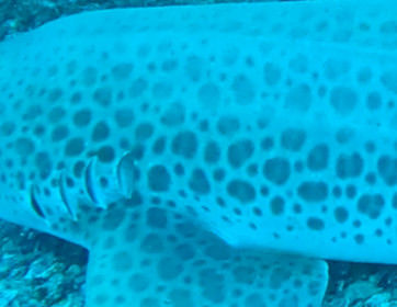 59de77e1-3dc2-4056-a7bf-036614ed0b46