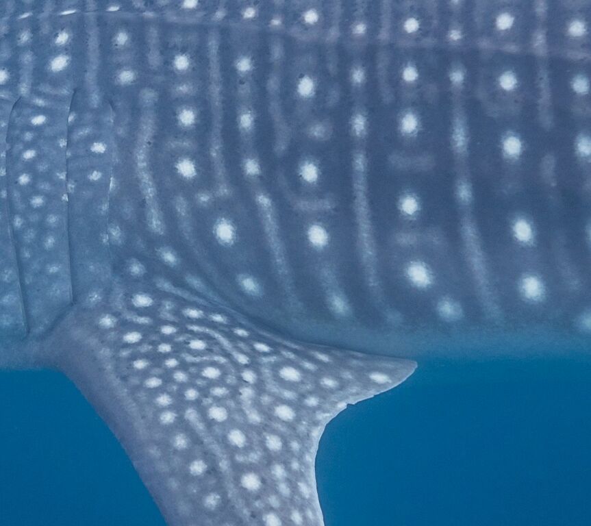 795f98ff-86b7-4874-bc7e-c3d03189583f